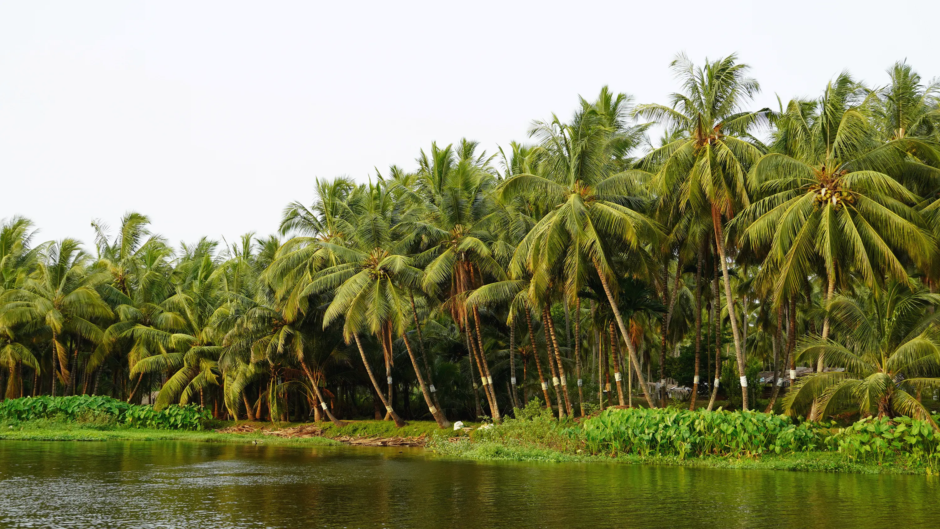 Coconut plantation aerial view
