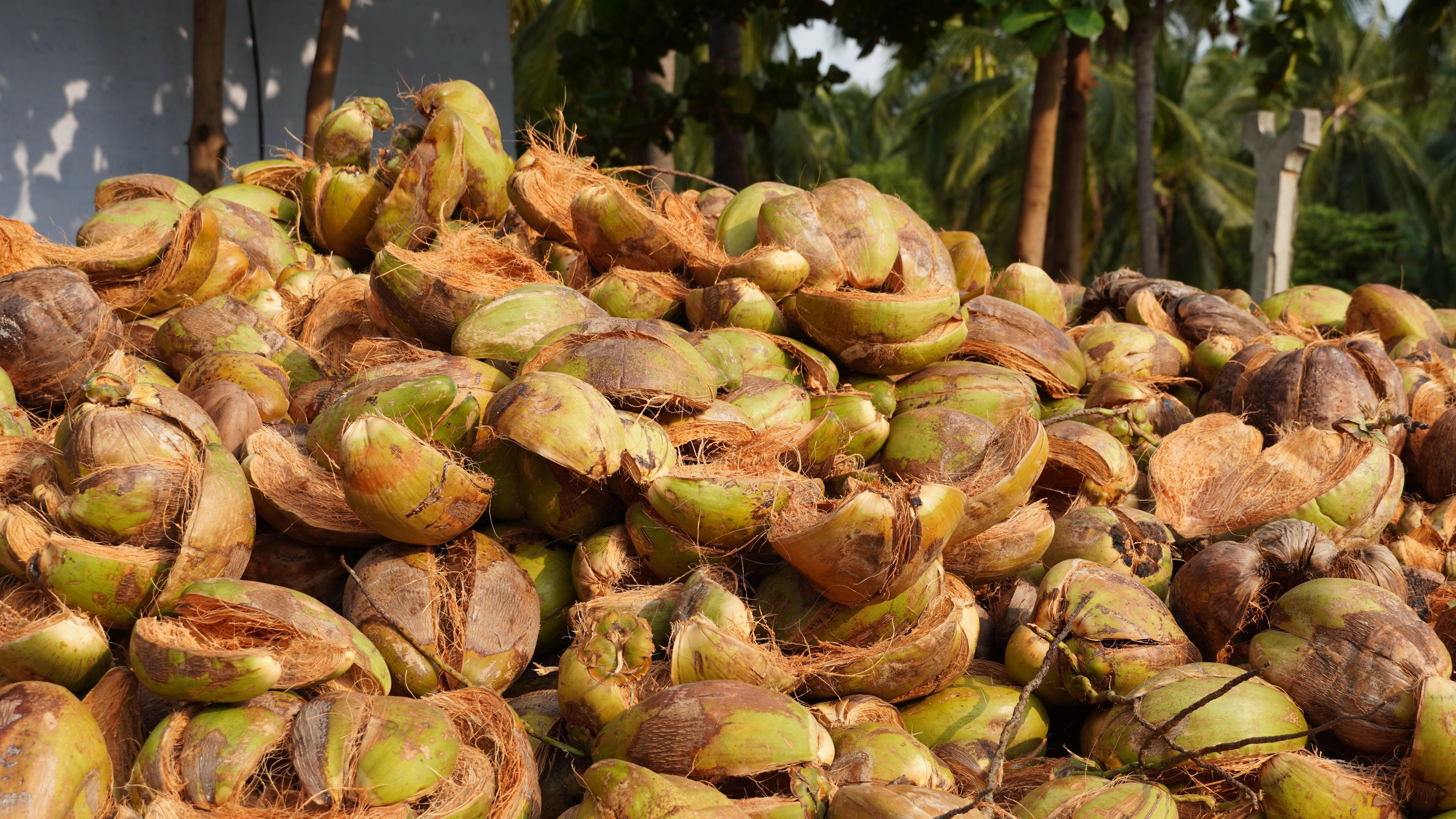 Husk Fiber Extraction