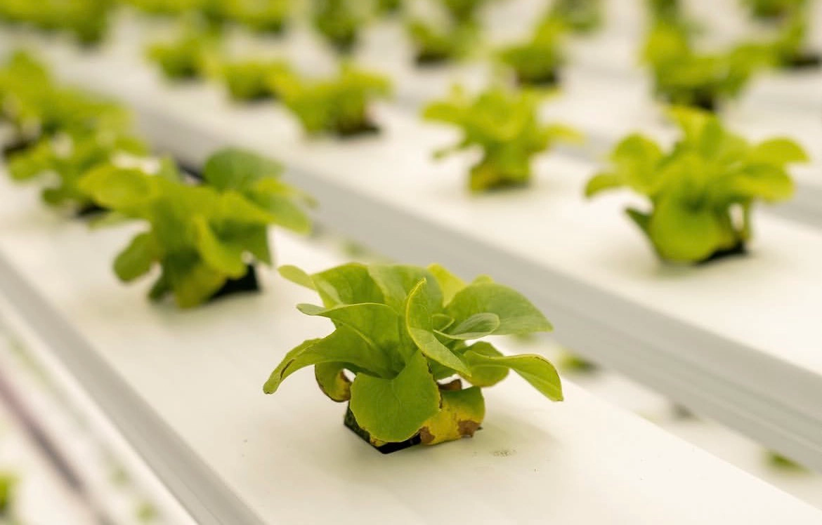 Hydroponic Growing with Coco Coir