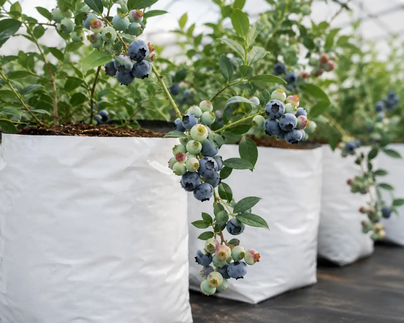 Growing Berries in Coco Peat &mdash; Strawberry, Blueberry & Raspberry Guide