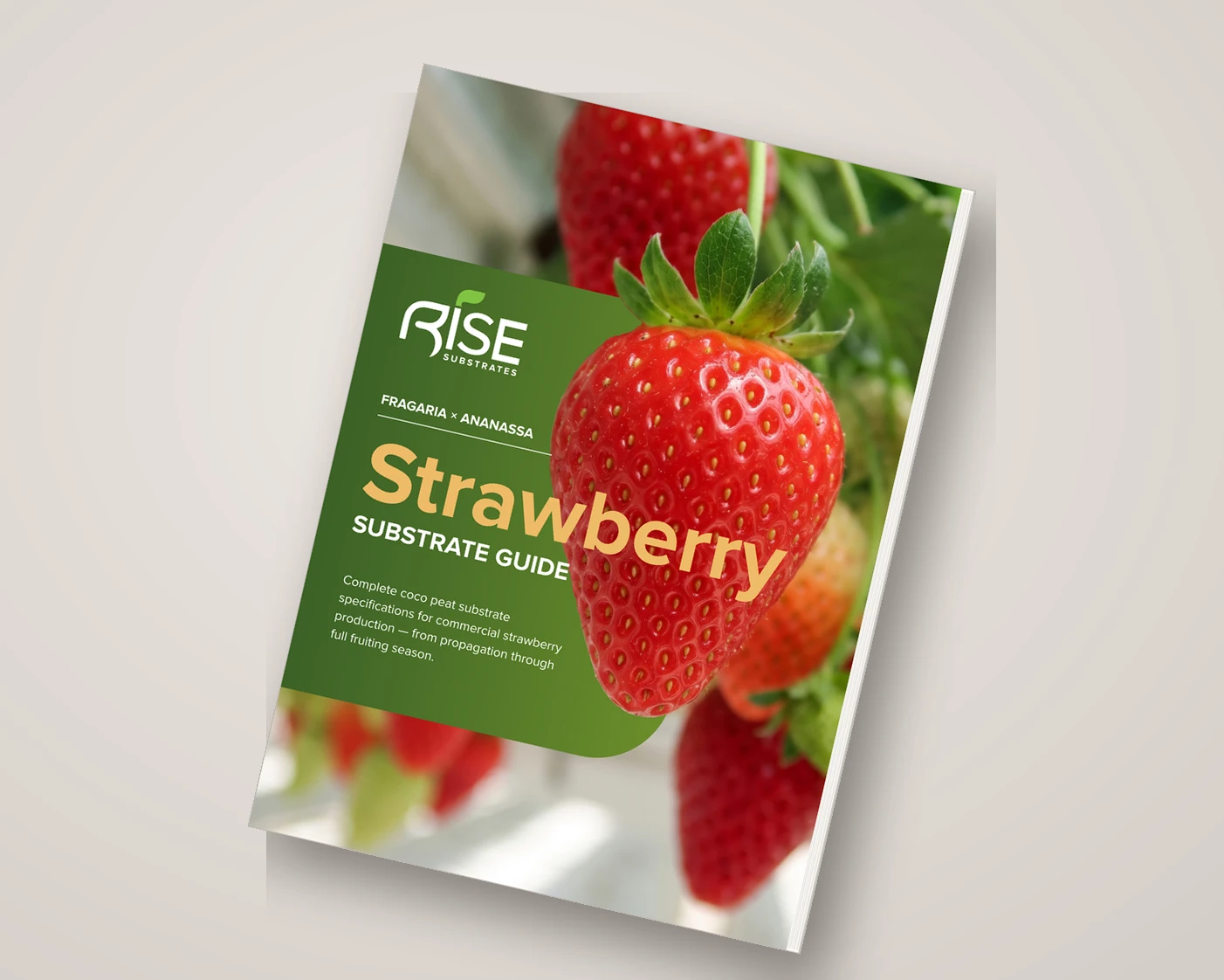 Guia de Substrato para Morango Rise Substrates &mdash; capa